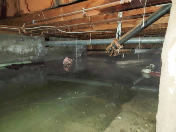 Best Mold removal after water damage  in Montrose, VA